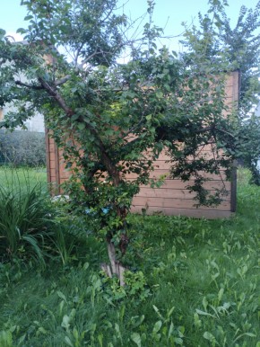 Коллективный сад номер 7, участок 58 в Ирбите - irbit.yutvil.ru - фото 28 Коллективный сад номер 7, участок 58 в Ирбите - irbit.yutvil.ru - фото 28