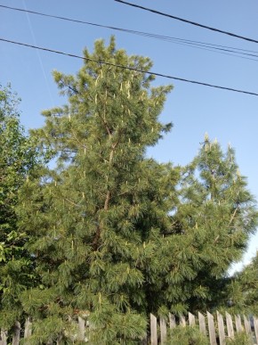ул. Полынная,29 в Ирбите - irbit.yutvil.ru - фото 18